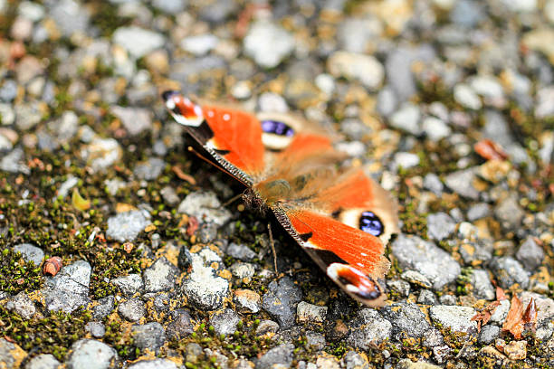 Japan Wildlife