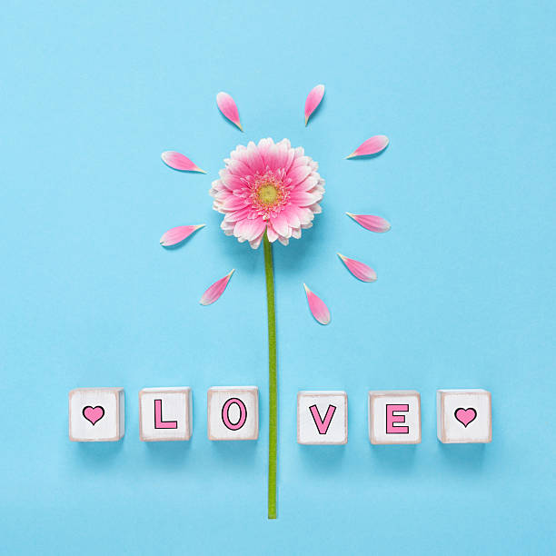 pink daisy flower with wooden spring letters on blue background