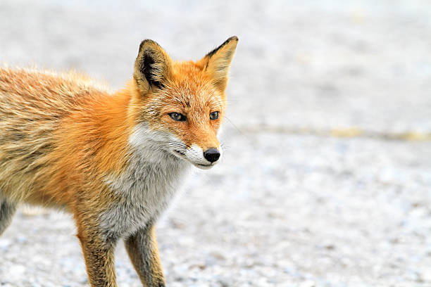 istock Curious Fox of Hokkaido Foraging on a Pebbled Path 2207300084