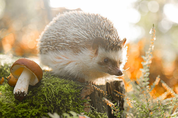 istock Hedgehog in a Forest with Mushroom on Moss 2207300264