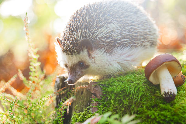 istock Hedgehog foraging Among Mushrooms on Mossy Ground 2207300266
