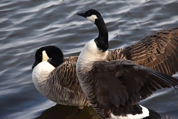 Two Canada geese are standing at the rocky seaside in sunny spring day.