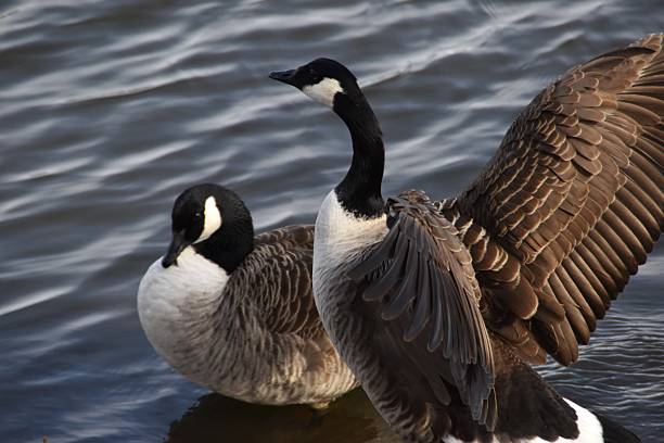 Two Canada geese are standing at the rocky seaside in sunny spring day.