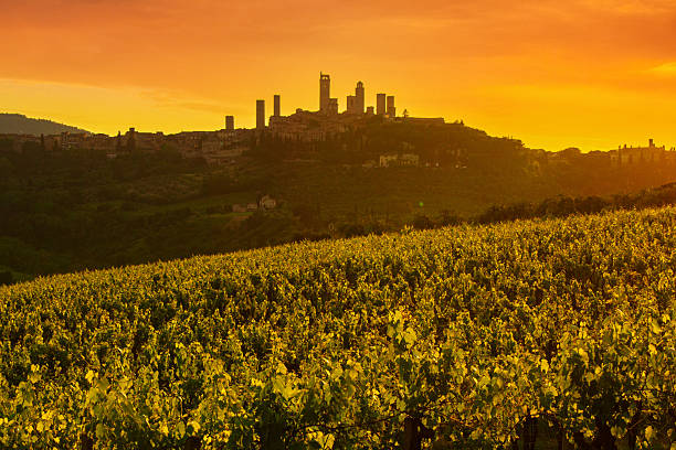 A stunning sunset view of San Gimignano, Tuscany, featuring the town's iconic medieval towers silhouetted against a vibrant orange sky.  A lush vineyard fills the foreground, showcasing the region's agricultural beauty. This image captures the unique blend of history, architecture, and natural scenery that makes San Gimignano a beloved Tuscan destination.