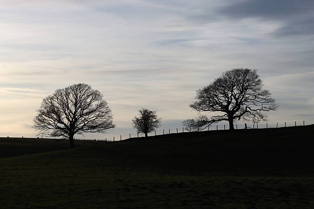 Oak trees in a countryside meadow, in silhouette in evening sunlight