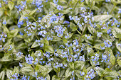sonnenbeschienene-blaue-brunera-blumen-im-garten.jpg?b=1&s=170x170&k=20&c=xCN0v1yshDCBGu5D5LkSi6-zuT60Vg1DHF7wUu5JjOU=