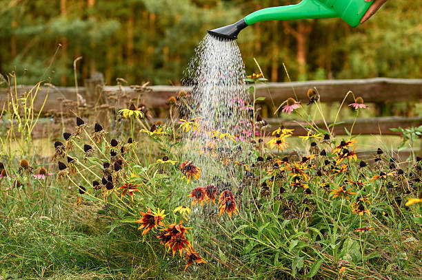 istock Watering the garden with a green watering can, drought 2207302652