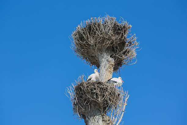 White storks (Ciconia ciconia) at their nests at Rapperswil, Switzerland