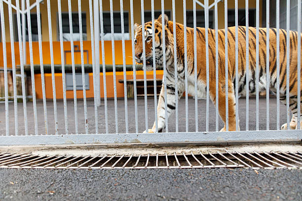 A tiger walks through a fence and is looking at the camera. The tiger is in a zoo enclosure