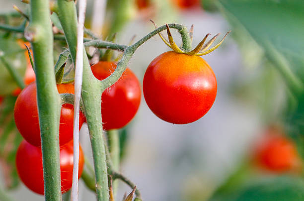 istock A cluster of red tomatoes hanging from a plant 2207306042