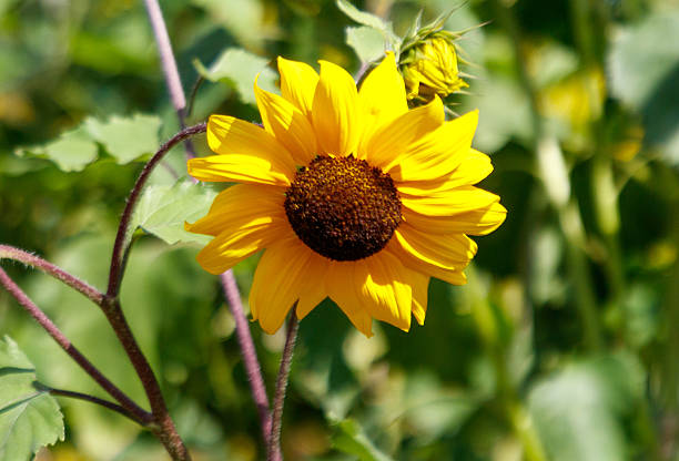 A yellow flower with brown centers is in a green field. The flower is the main focus of the image, and it is a sunflower