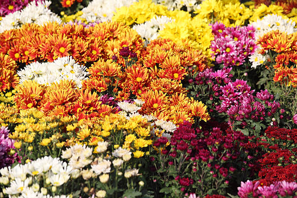 istock Vibrant Display of Colorful Chrysanthemums in a Garden Setting 2207306728