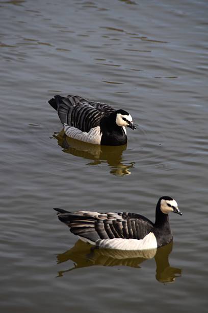 Canada goose  (Branta canadensis) on the north German coast on a windy summer day