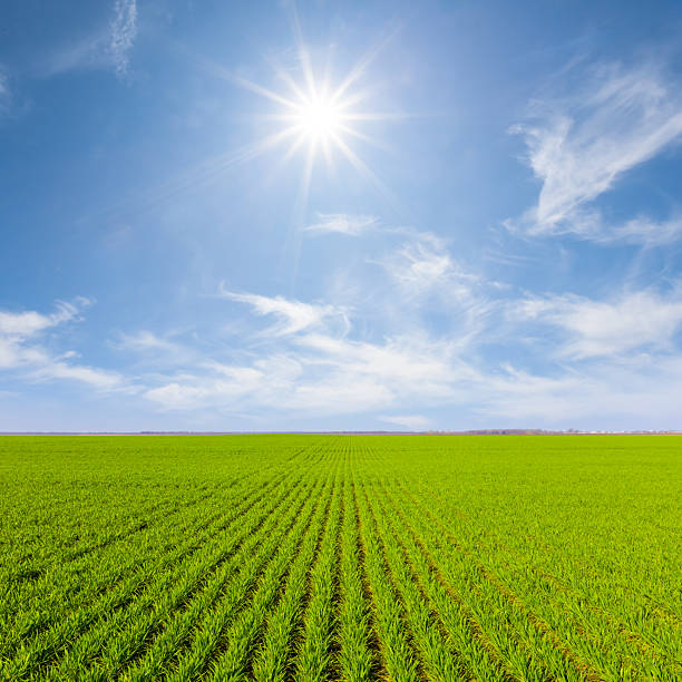istock wide green agricultural field at the sunny spring day 2207307795
