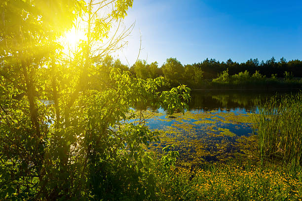 istock calm river with forest on coast at the sunny summer day 2207307833
