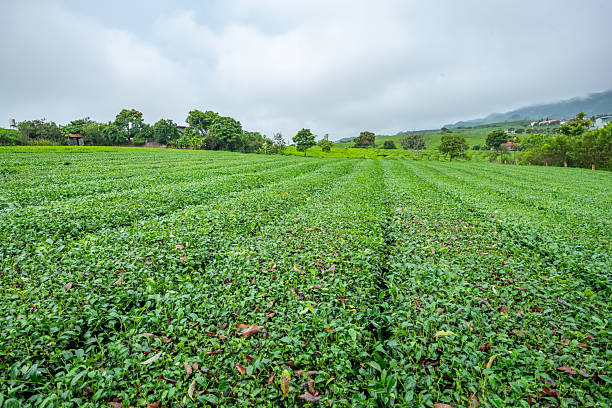 Tea plantation in Moc Chau, Son La, this is the largest tea farm in the north of Vietnam.