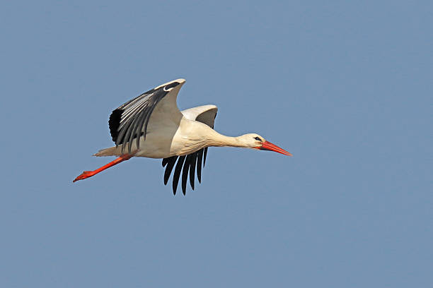 istock European White Stork - Cigogne blanche (Ciconia ciconia). 2207309619