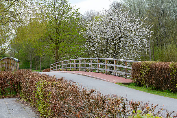 Several blooming European trees in the spring in the Netherlands. One pedestrian bridge in the early spring