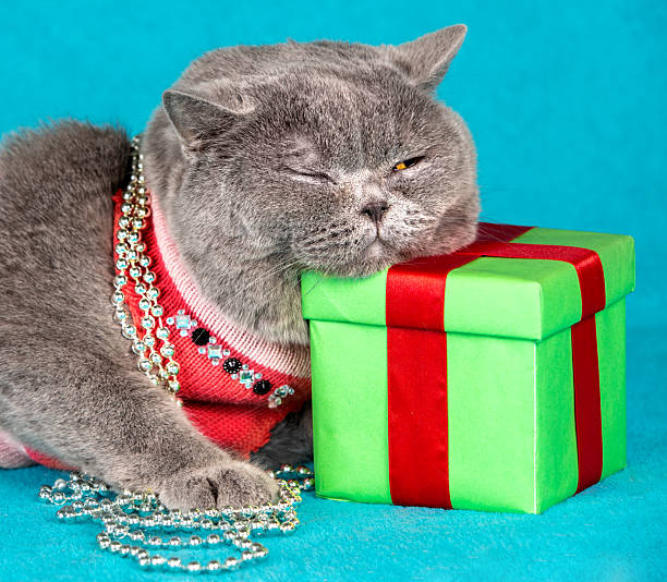 Funny blue British shorthair cat sleeping with his head on a green gift box