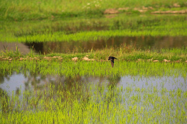 Bird is hunting over green rice field