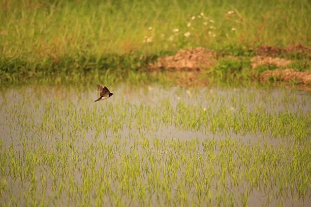 Bird is hunting over green rice field