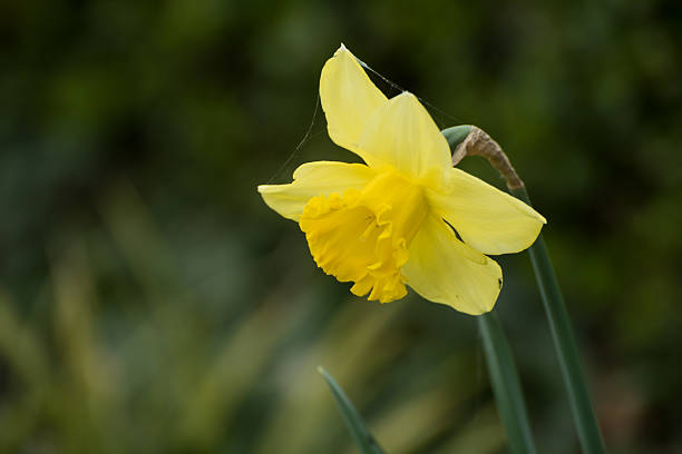 Closeup of yellow daffodils in a public garden