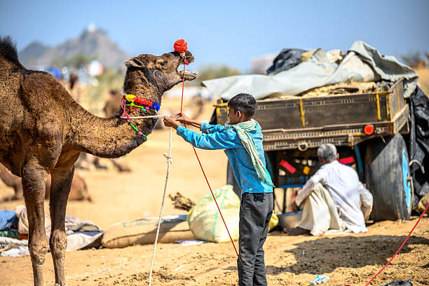 Pushkar, India - November 11, 2024: boy holding decorated camel at the traditional camel fair in Pushkar