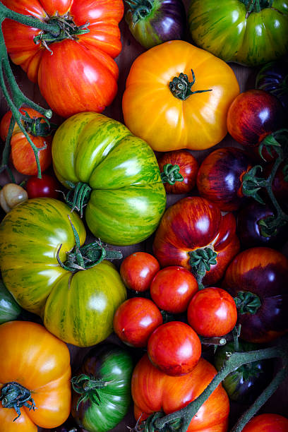 istock Top view on ripe tomatoes different kind and colors close up 2207311451