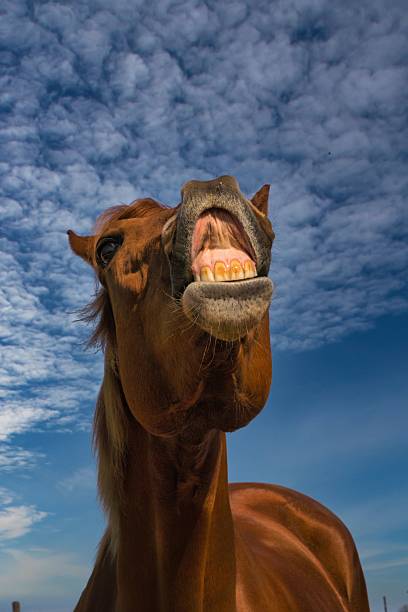 istock Horse close-up with a vibrant sky background. 2207312511