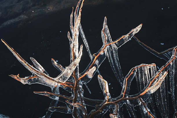 Glittering ice encases branches along the waters edge, reflecting sunlight on a chilly winter day in a serene natural setting.
