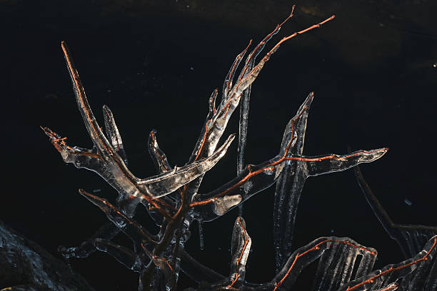 Icicles hang from intricate branches as winters chill covers the landscape, reflecting light against the dark water below.