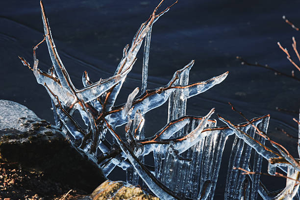 Delicate ice formations cling to bare branches by a calm river, highlighting the beauty of the winter landscape under soft light.