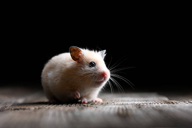 istock Small beige hamster sitting still on a rustic wooden table 2207313332