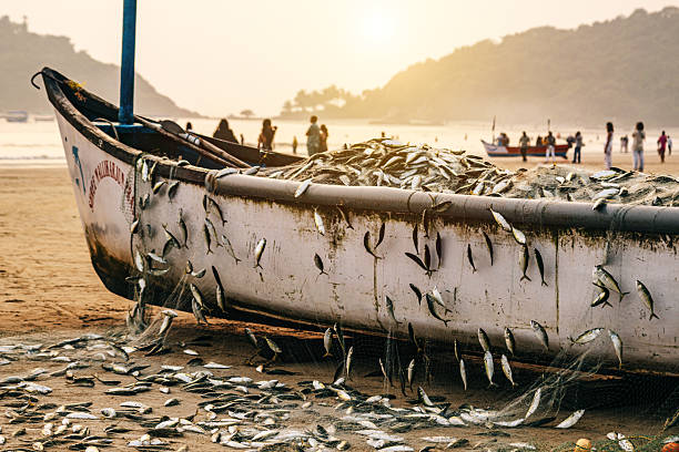 Fishing boat on a sandy beach in Goa, India, filled with fresh fish and surrounded by colorful nature, depicting a serene coastal vibe alongside a bustling local fishing activity.