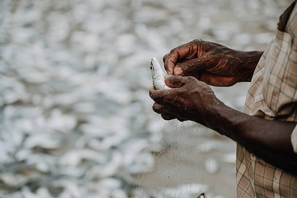 A fisherman extracts a small fish from a net amidst a backdrop of numerous caught fishes on a sandy beach in Goa.