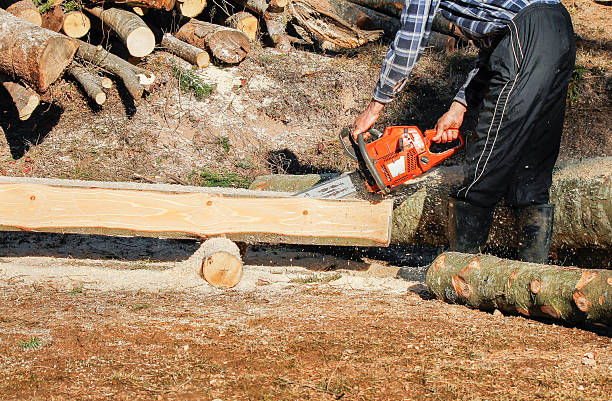 Unrecognizable man cutting logs with chainsaw in sunny forest.
