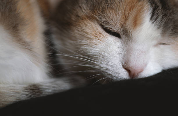 close-up of a tabby cat with white spots, resting