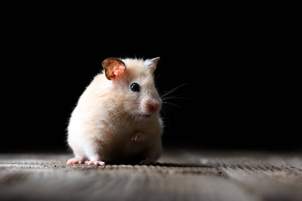 Fluffy beige hamster sitting on a vintage wooden table, isolated against a black backdrop. Detailed macro shot