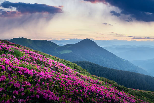 istock Blooming rhododendrons spreading across the rolling green hills 2207315370