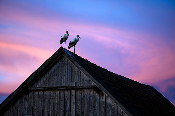 Beautiful scene of two white storks on an old house roof, set against a soft, cloudy sunset backdrop