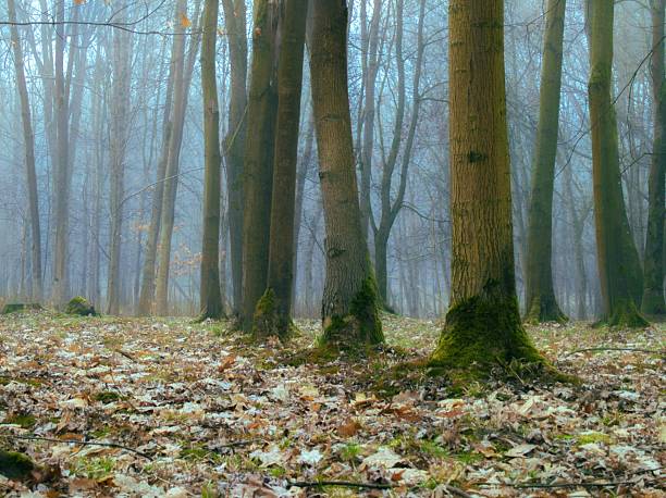 Misty forest in late autumn. Fallen leaves under the trees. Mysterious morning wood. Magical place.