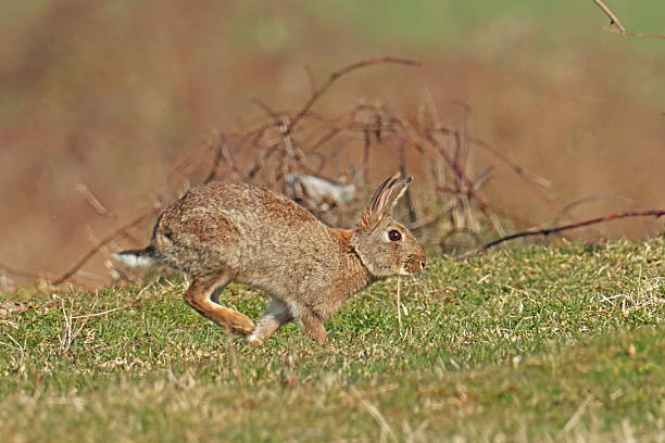 istock European rabbit - Wild rabbit - Lapin de garenne (Oryctolagus cuniculus). 2207318492