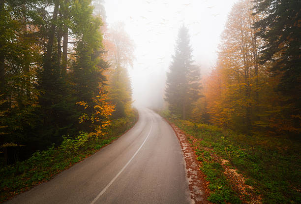 A foggy forest and silhouettes of flying crows. Colourful leaves of large forest trees and a winding asphalt road.