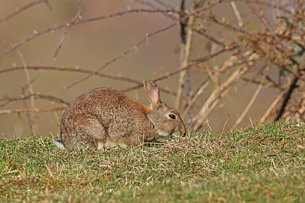 Autumn sun across a wild rabbit in Wales.