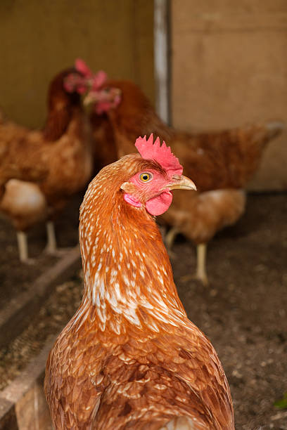istock A lonely hen stands apart from the gossiping birds. Copy space. 2207319700