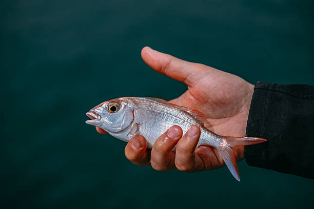 Fisherman Holding Live Red Snapper in His Hand