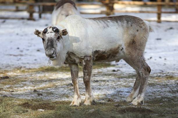 istock Good time at reindeer farm 2207321772