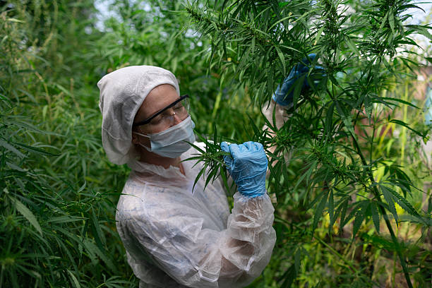 istock A Scientist Carefully Examining Cannabis Plants Thriving in a Controlled Greenhouse Environment 2207324382