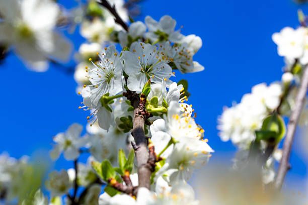 Flowering plum tree in the kitchen garden