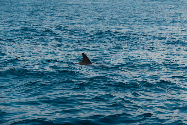 istock Dolphin fin emerging from blue ocean waves in zanzibar 2207326845